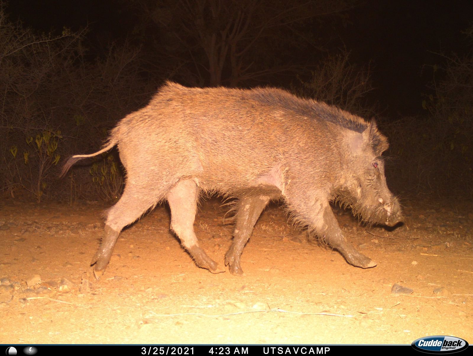 A picture featuring a WILD BOAR walking at night