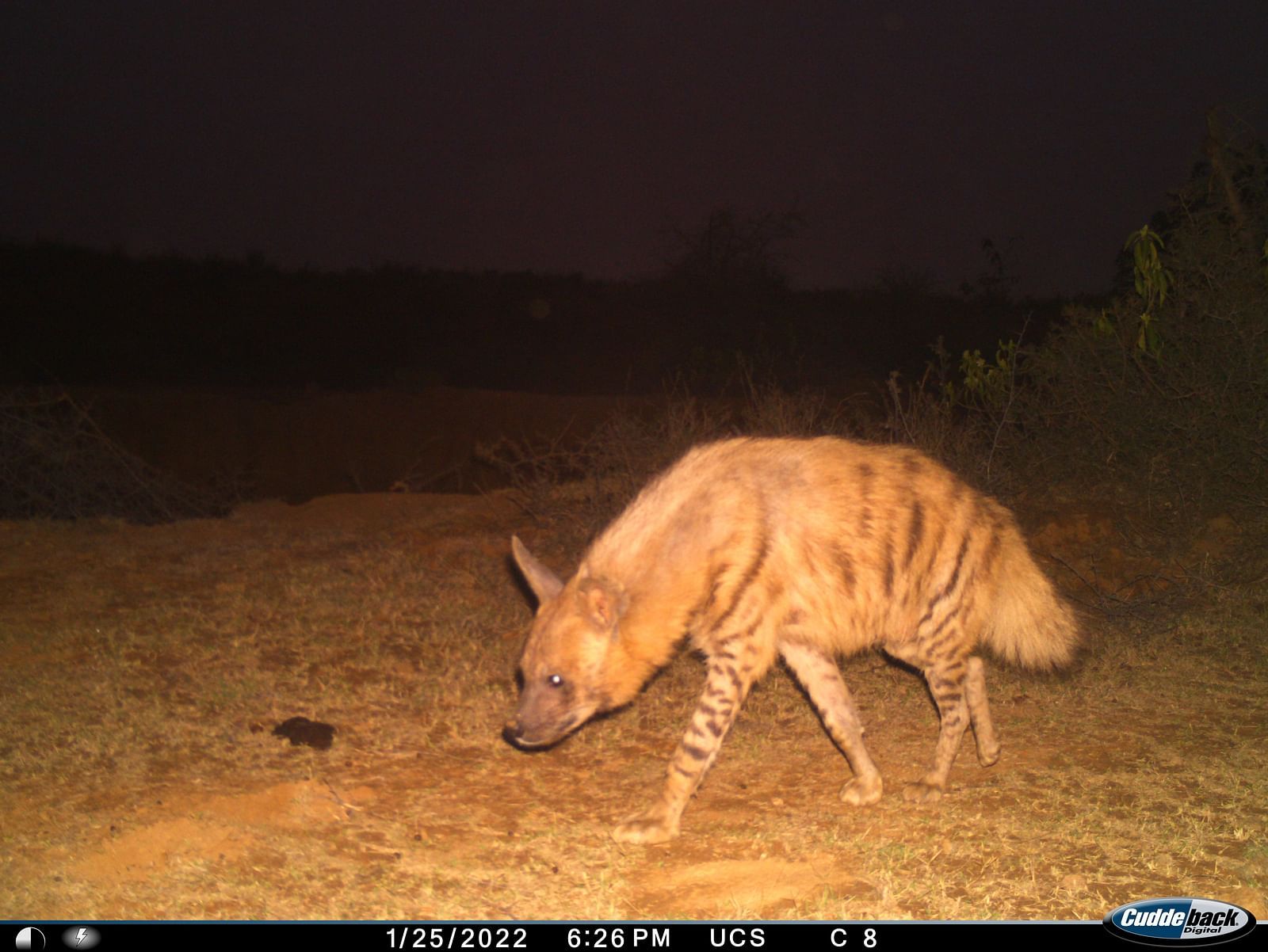 Image featuring a STRIPED HYENA walking in the night