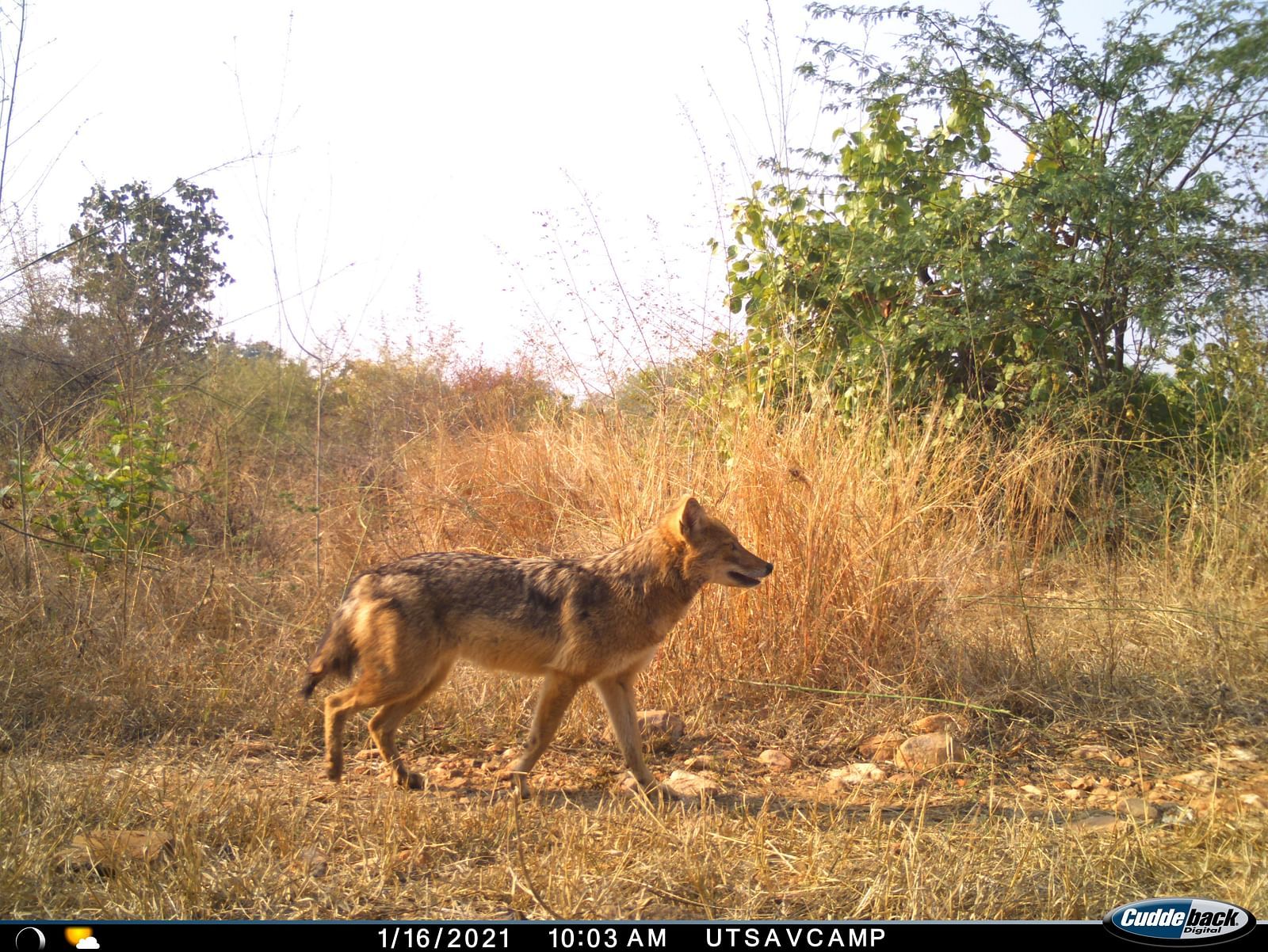 Picture of a GOLDEN JACKEL walking in day time
