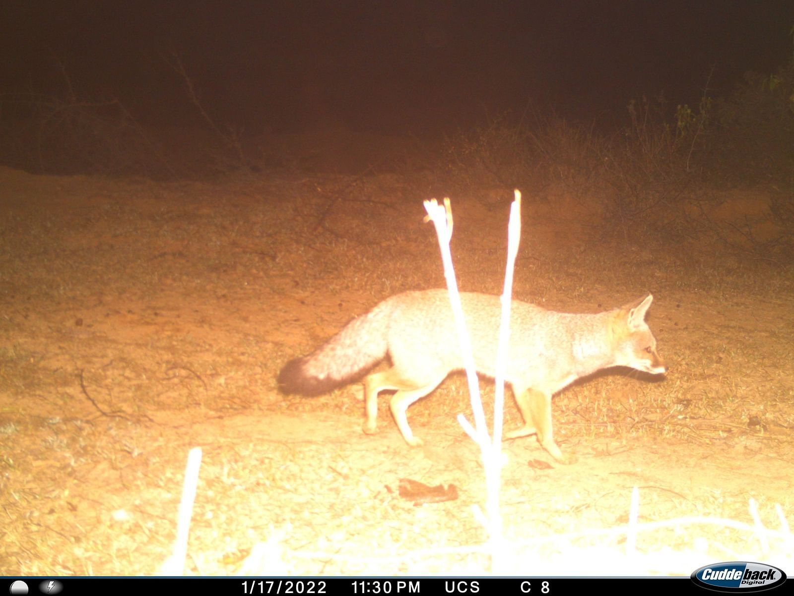 Picture of an INDIAN FOX walking, captured at night