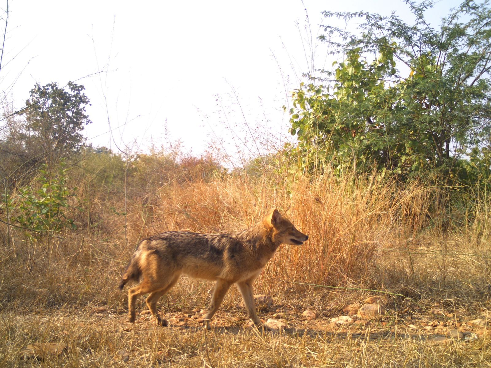 Picture of a GOLDEN JACKEL walking in day time