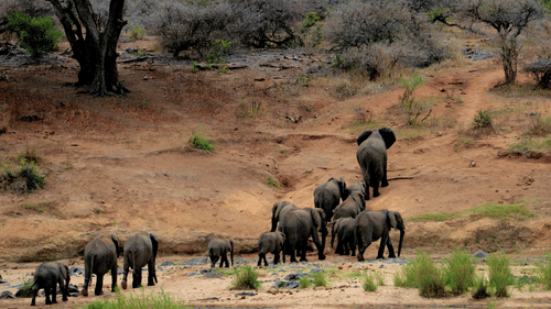 A group of Elephant walking towards the forest - at Gir 