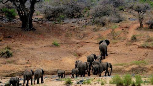 A group of Elephant walking towards the forest - at Gir 