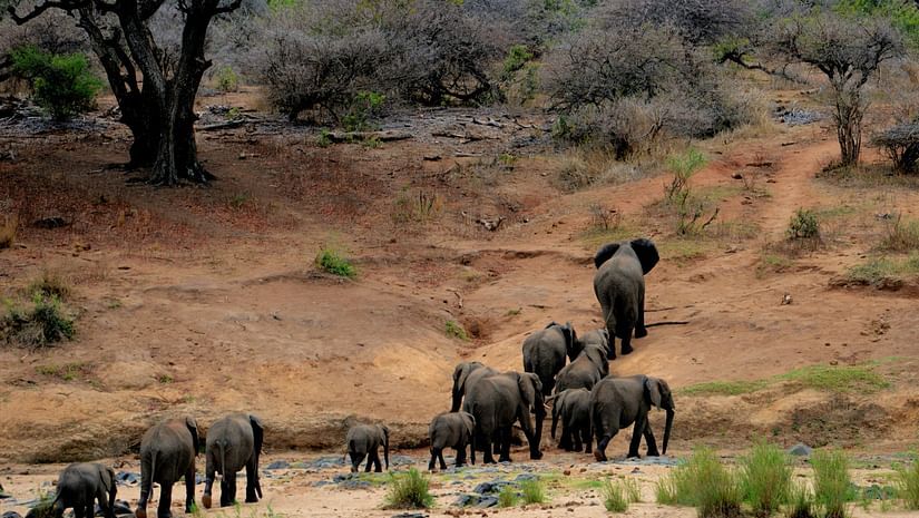 A group of Elephant walking towards the forest - at Gir 