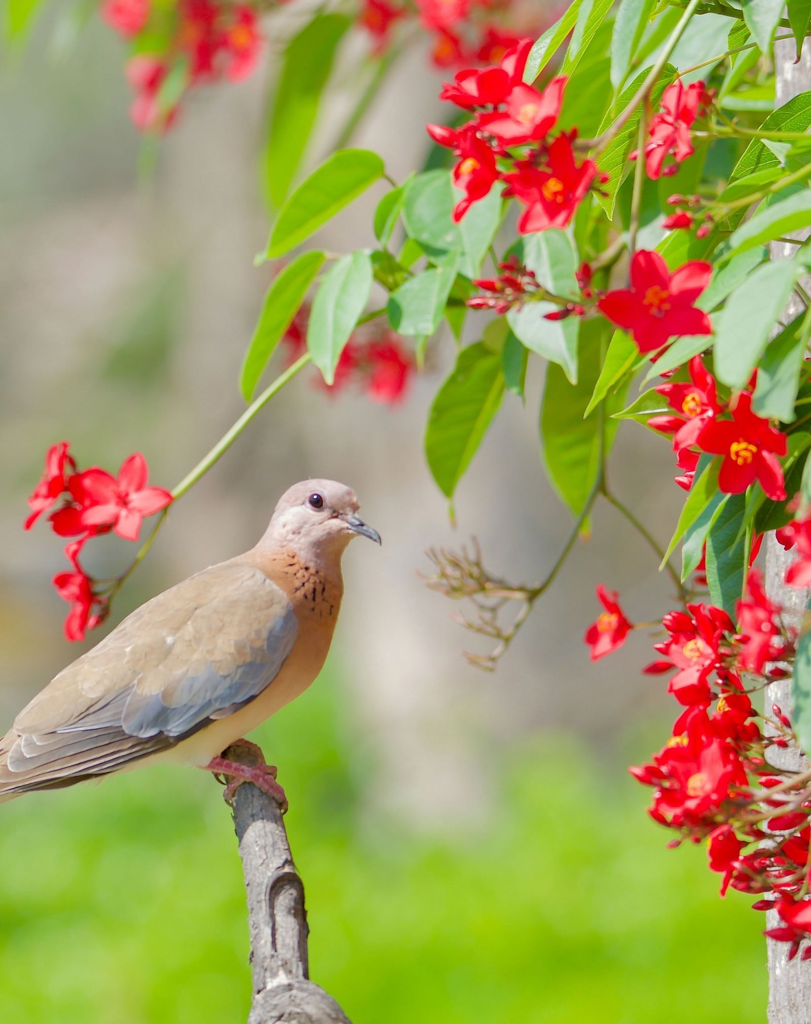 A laughing dove on a branch near a bunch of red flowers