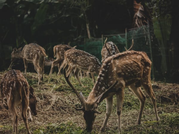 Spotted deer at the Mini Zoo (zoological park) near Port Blair