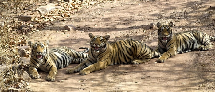 Tigers in Ranthambore