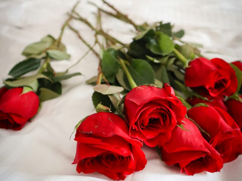 Red roses arranged on a bed for a special occasion at Da Bay Inn