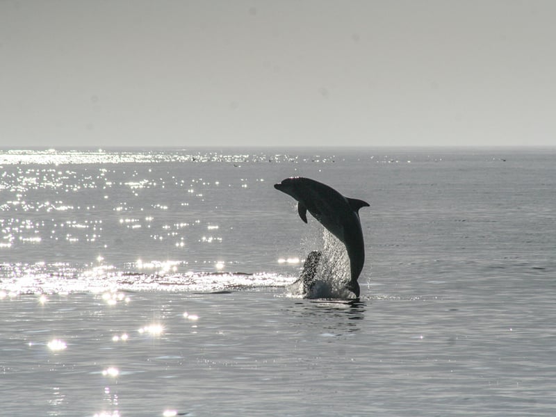 Dolphin leaping clear of bright, sunlit water off the coast | Shirgaonkar Beach Resort
