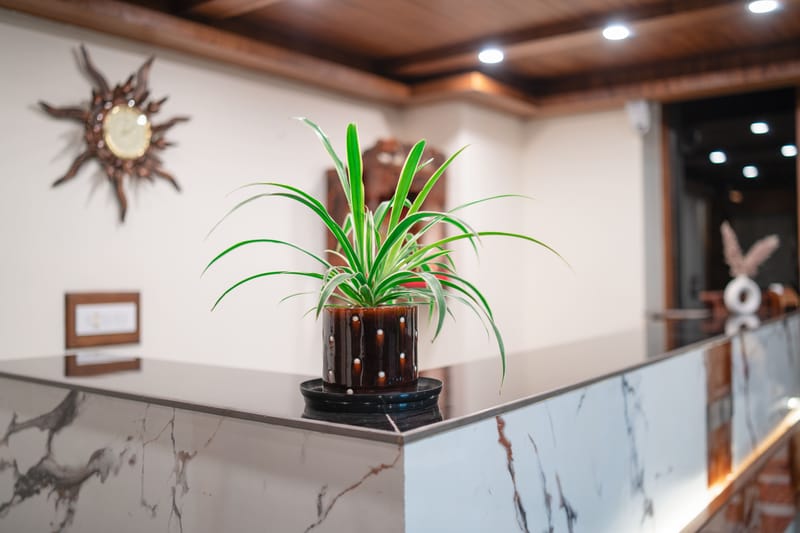 Reception desk at Nazaara Luxe Retreat, decorated with potted plants beside the check-in counter