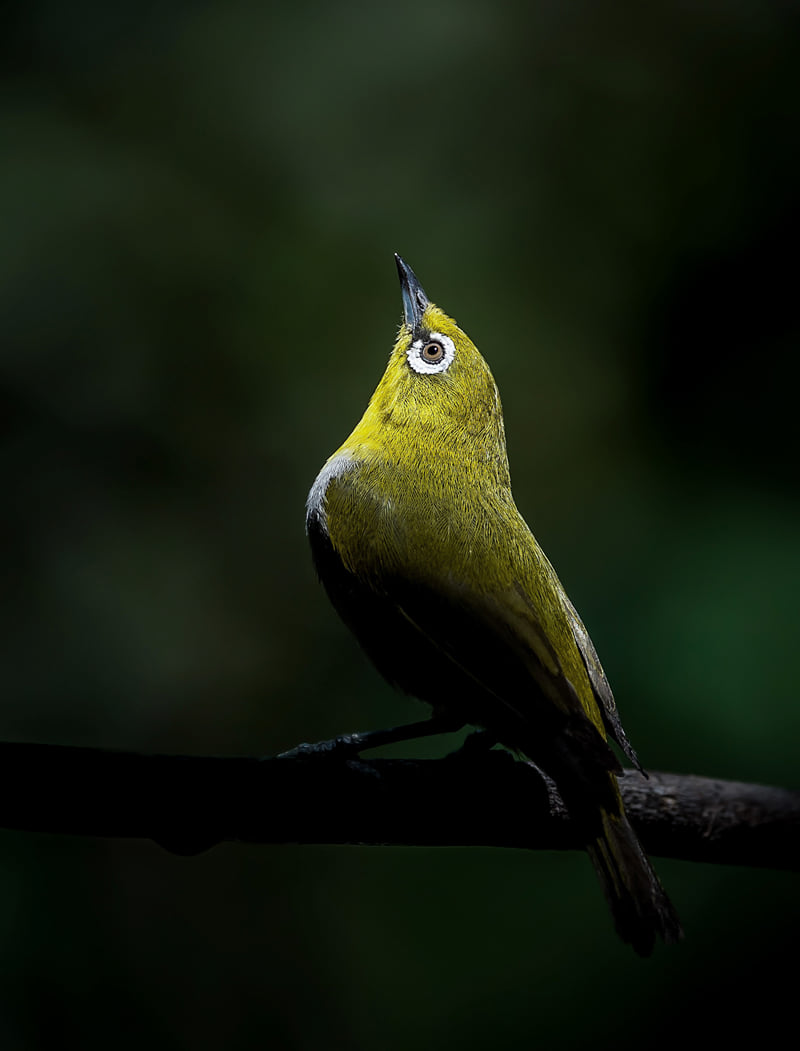 An oriental white-eye perched and calling against a dark green backdrop, photographed in the forest near The Garud Forest, Tadoba