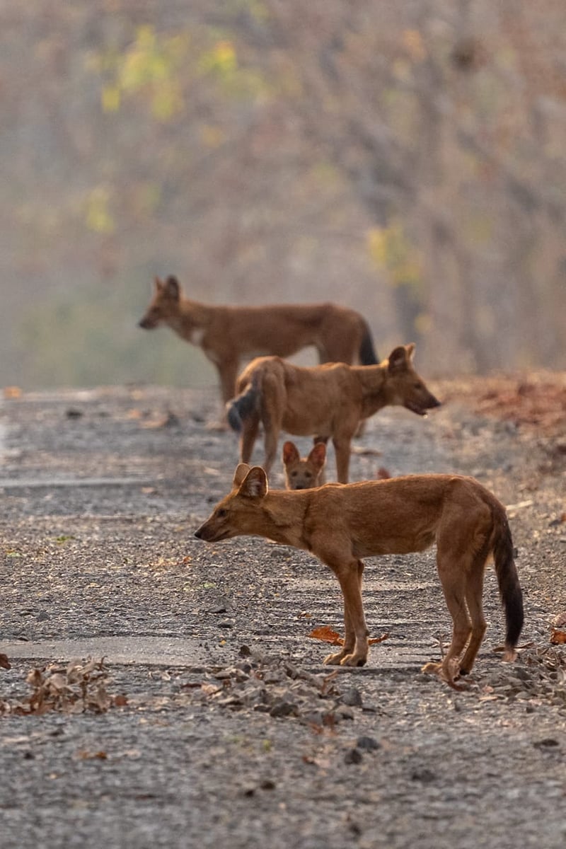 A pack of dhole, the Indian wild dog, standing alert on a dusty forest road, photographed near The Garud Forest, Tadoba