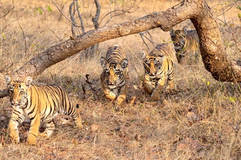 Tiger cubs walking together beneath a fallen branch in dry forest, photographed near The Garud Forest, Tadoba