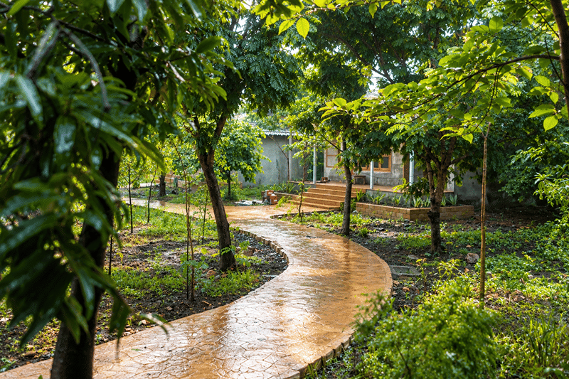 A rain-washed paved path curving between young trees and green lawns towards the cottages at The Garud Forest, Tadoba
