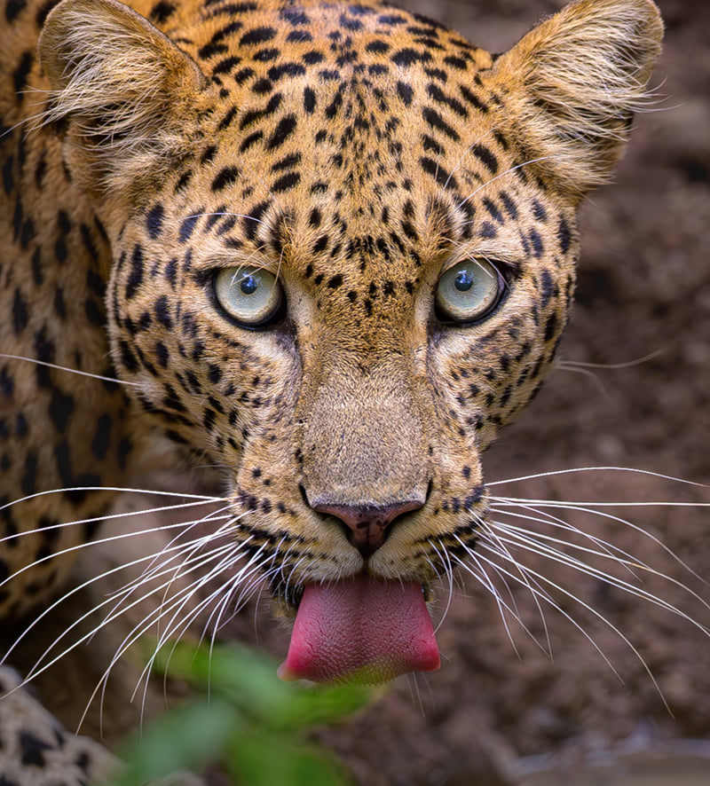 A close portrait of a leopard licking its nose, whiskers catching the light, photographed near The Garud Forest, Tadoba