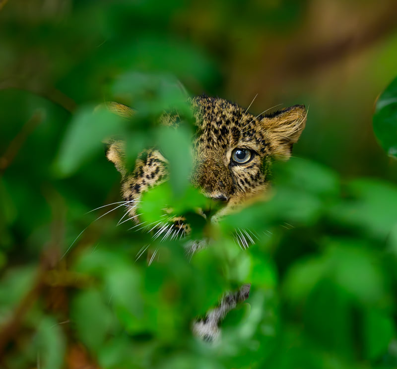 A leopard cub peering out through bright green foliage, photographed in the forest near The Garud Forest, Tadoba