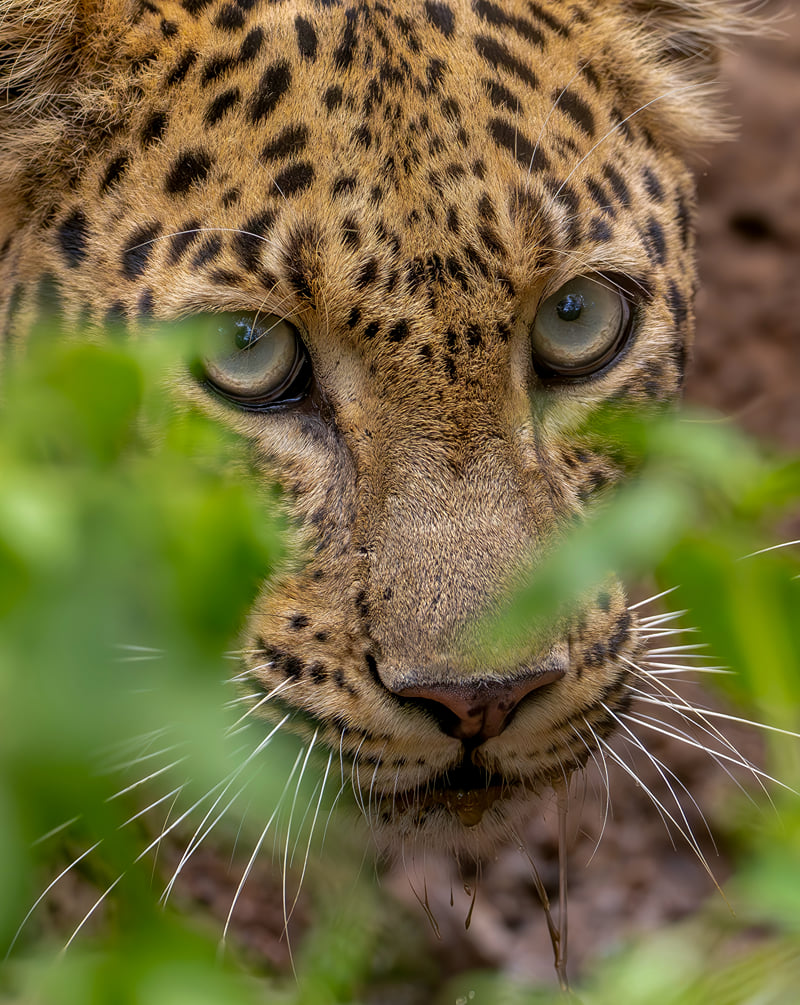 A leopard's pale eyes and spotted face framed by green leaves, watching the camera near The Garud Forest, Tadoba