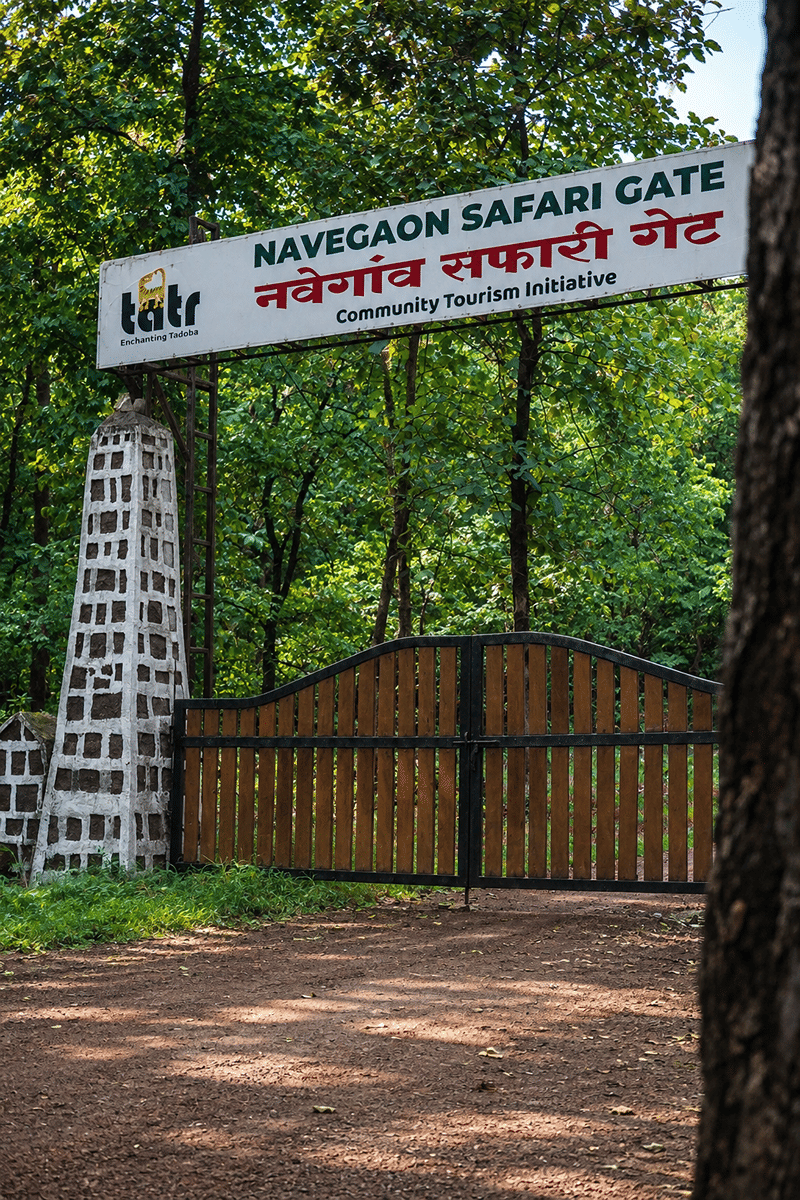 The whitewashed pillar and wooden gates of the Navegaon Safari Gate of Tadoba, set in tall green forest near The Garud Forest