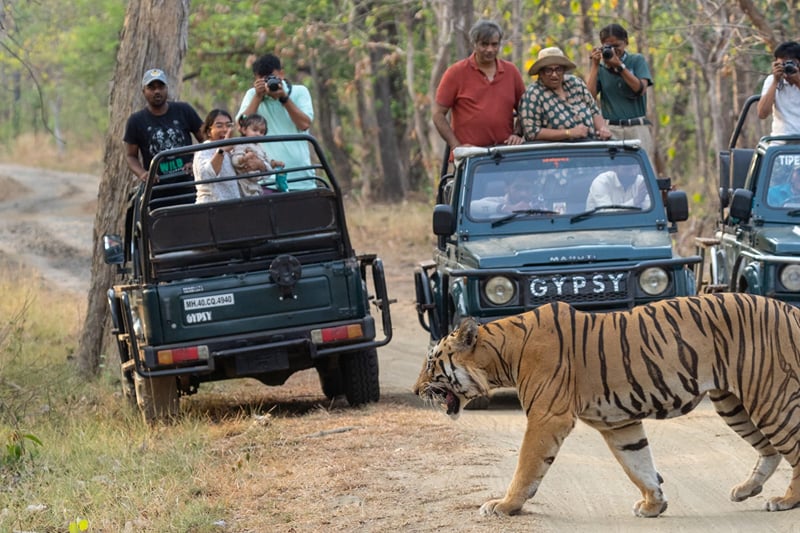 A tiger crossing the forest road in front of 2 waiting safari jeeps of guests, on a drive from The Garud Forest, Tadoba