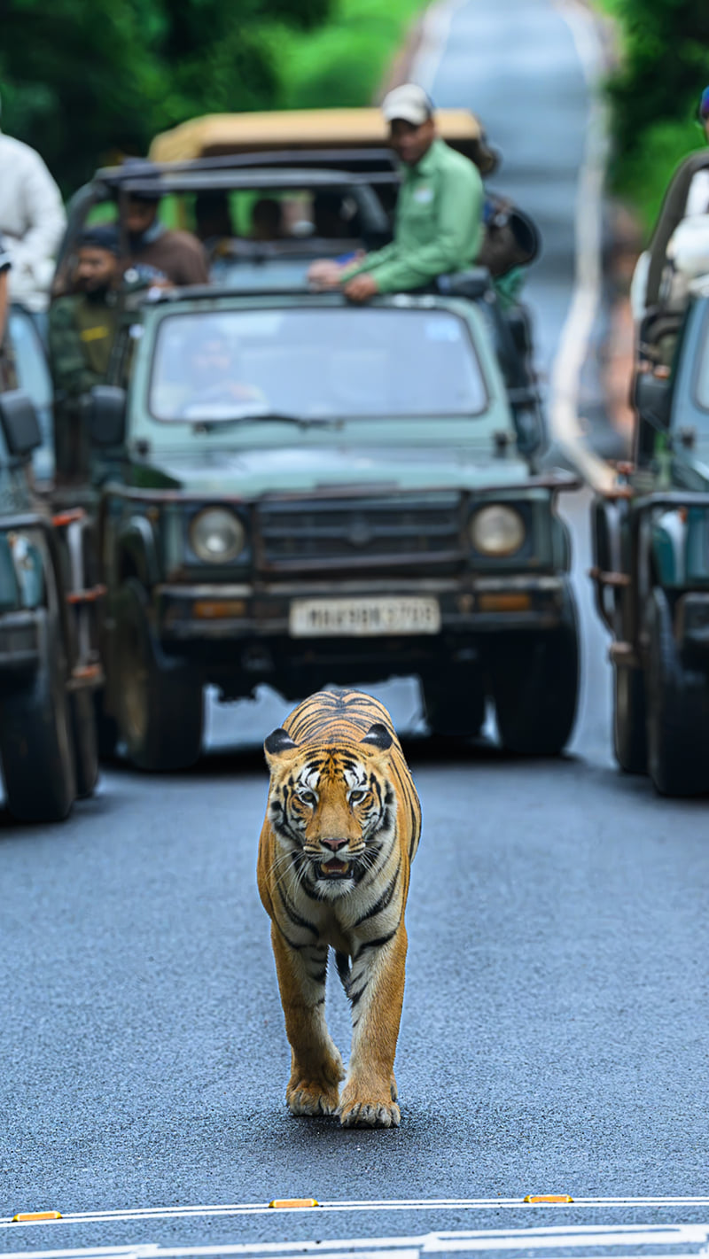 A tiger walking down the road between 2 safari jeeps, photographed on a Tadoba drive from The Garud Forest