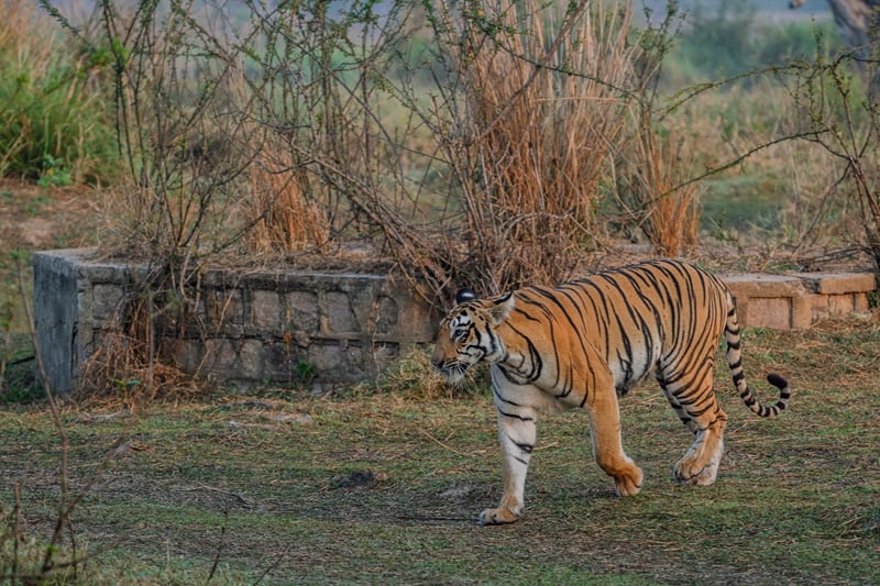 A tiger walking past an old stone wall at the forest edge in dry grass, photographed near The Garud Forest, Tadoba
