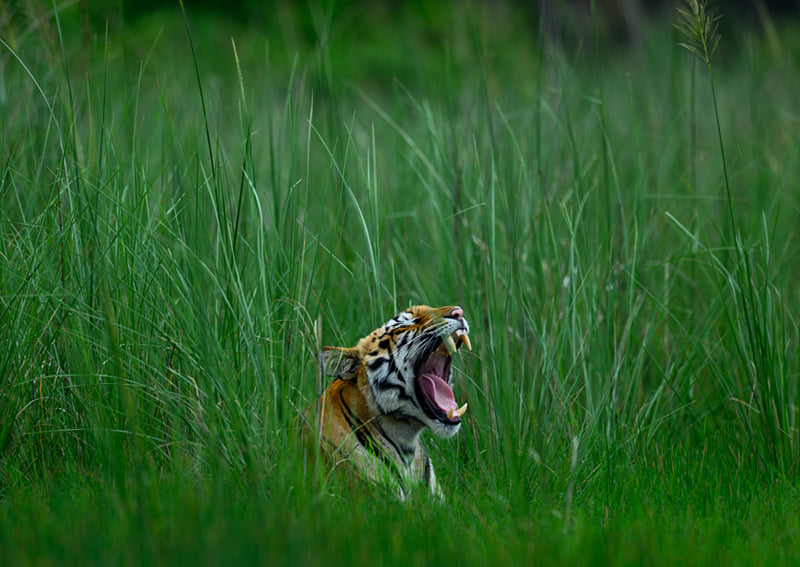 A tiger yawning in tall green grass after the rains, photographed on a Tadoba drive from The Garud Forest