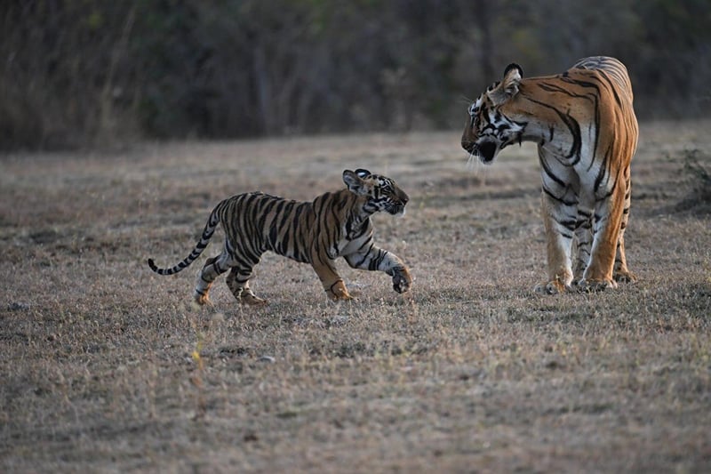 A tigress and her cub crossing open, pale grassland, photographed on a Tadoba drive from The Garud Forest