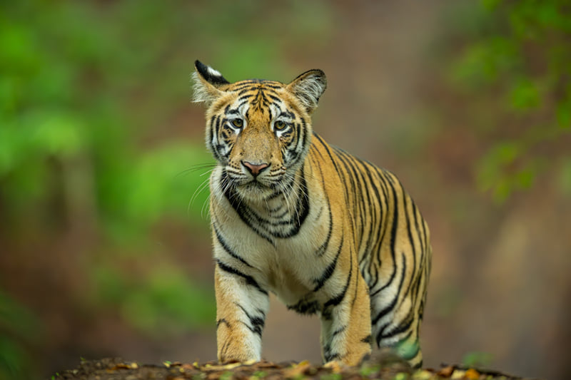 A young tiger standing square on a forest track against soft green foliage, photographed near The Garud Forest, Tadoba