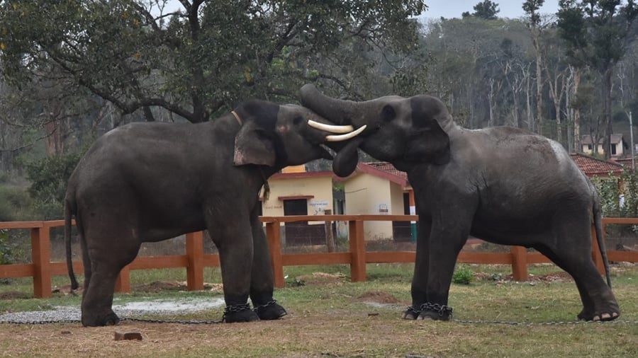 Two tusker elephants at Dubare Elephant Camp, Kodagu