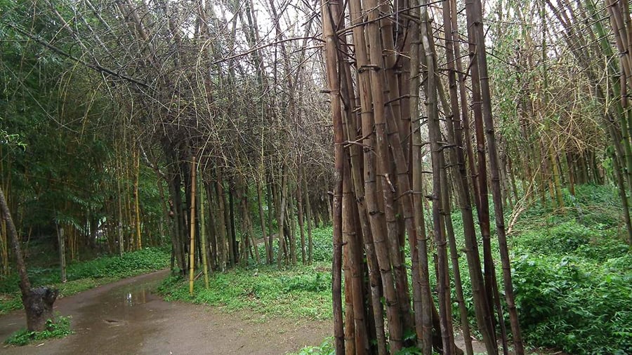 Bamboo grove on the walking path at Nisargadhama, Coorg