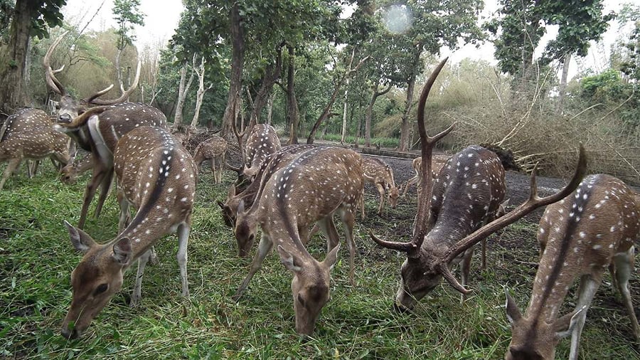 Spotted deer at the deer park in Nisargadhama, Kushalnagar