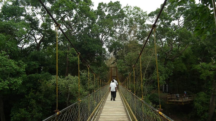 Hanging bridge over the Kaveri at Cauvery Nisargadhama, Kushalnagar, Coorg