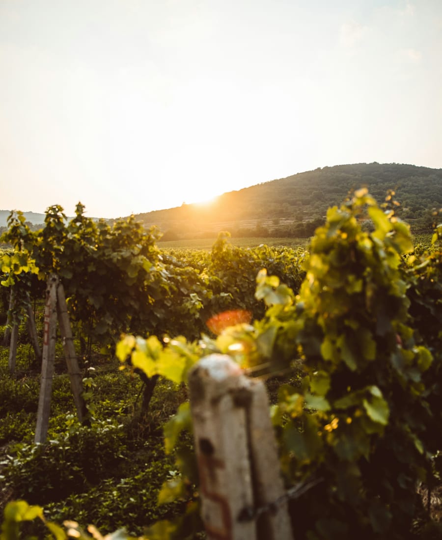 Rows of grapevines trained on posts in a vineyard at sunset, with a low green hill behind and warm evening light spilling across the leaves