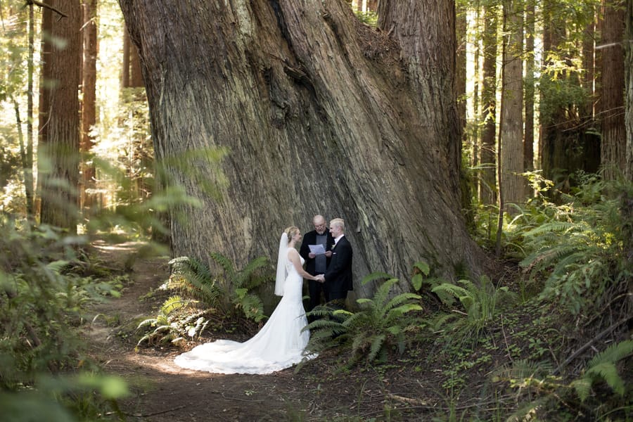 A wedding ceremony among the redwoods near Brewery Gulch Inn