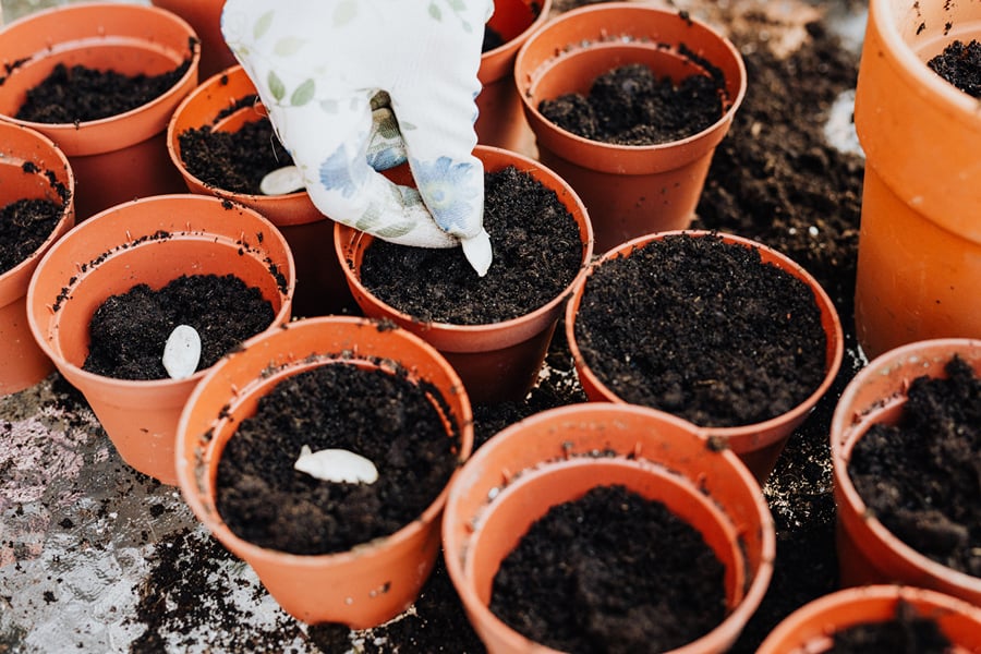 Gloved hand sowing seeds into terracotta pots filled with dark soil