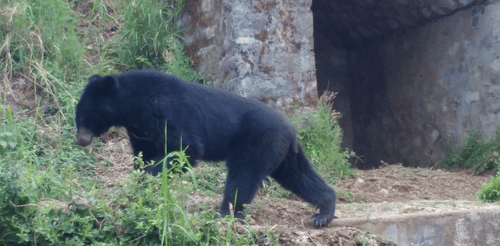 nainital zoo heritage hotels of nainital. hotel in nainital