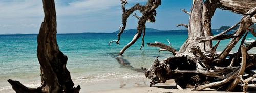 trees on a beach8768768