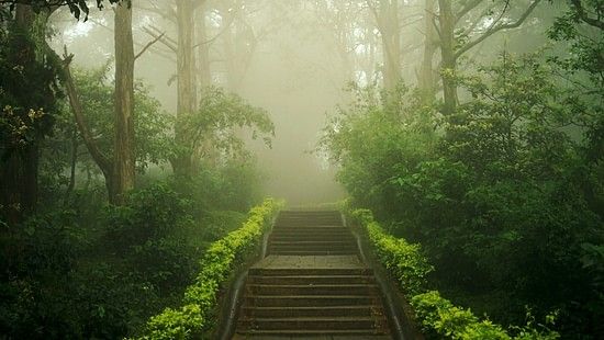 A dusky image of a lush green forest with foggy weather and sun rays peaking through the fog
