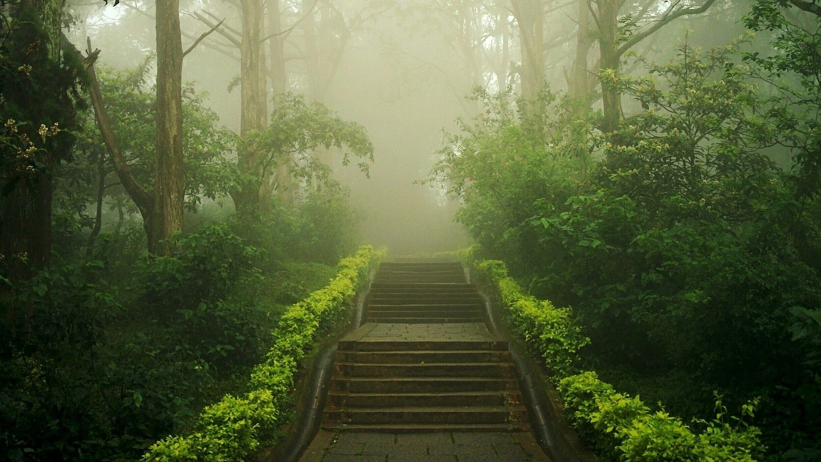A dusky image of a lush green forest with foggy weather and sun rays peaking through the fog