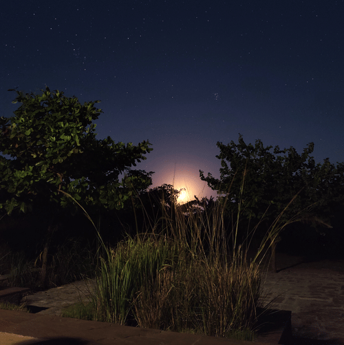 Aramness - a portrait view of the sun setting by the forest