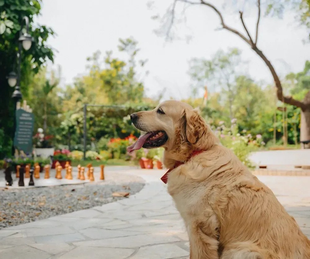 Dog sitting outdoors near chessboard setup at Karma Chalets.