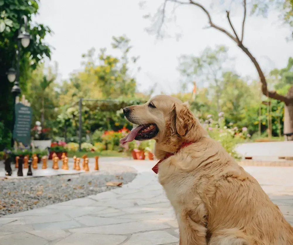 Dog sitting outdoors near chessboard setup at Karma Chalets.
