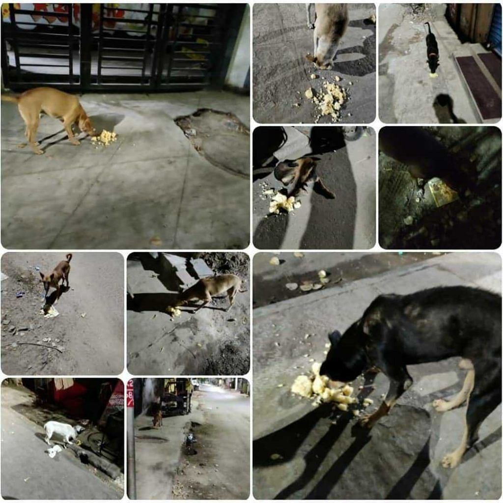 A collage showing street dogs being fed with food