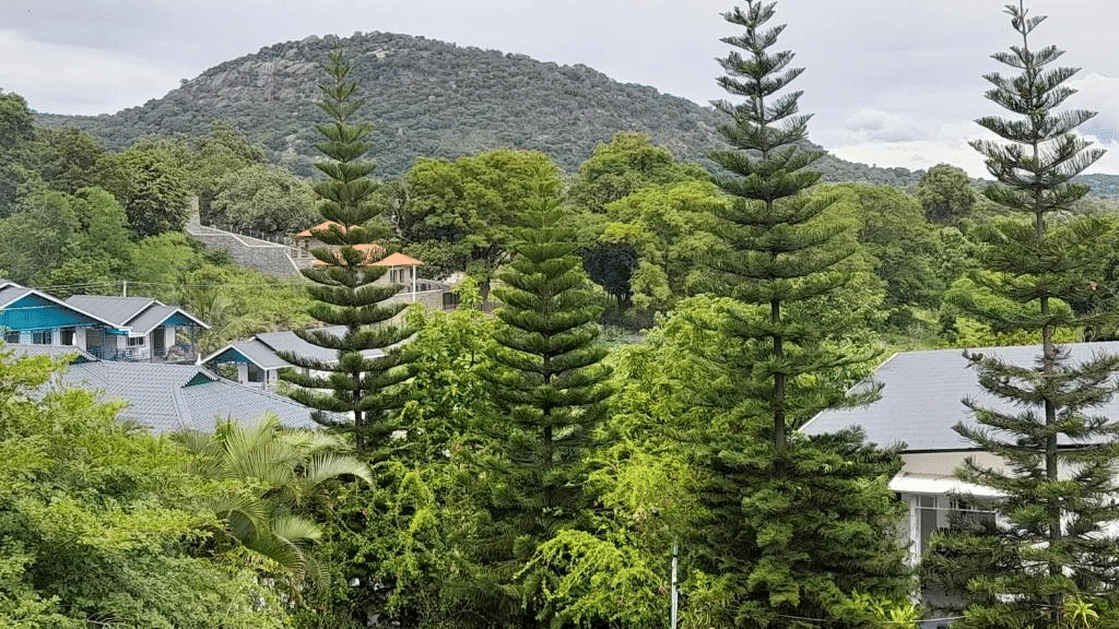 Tall pine trees stand in front of rooftops and lush greenery, with a forest-covered hill rising in the background under a cloudy sky, creating a peaceful and scenic landscape - MGM Hotels & Resorts