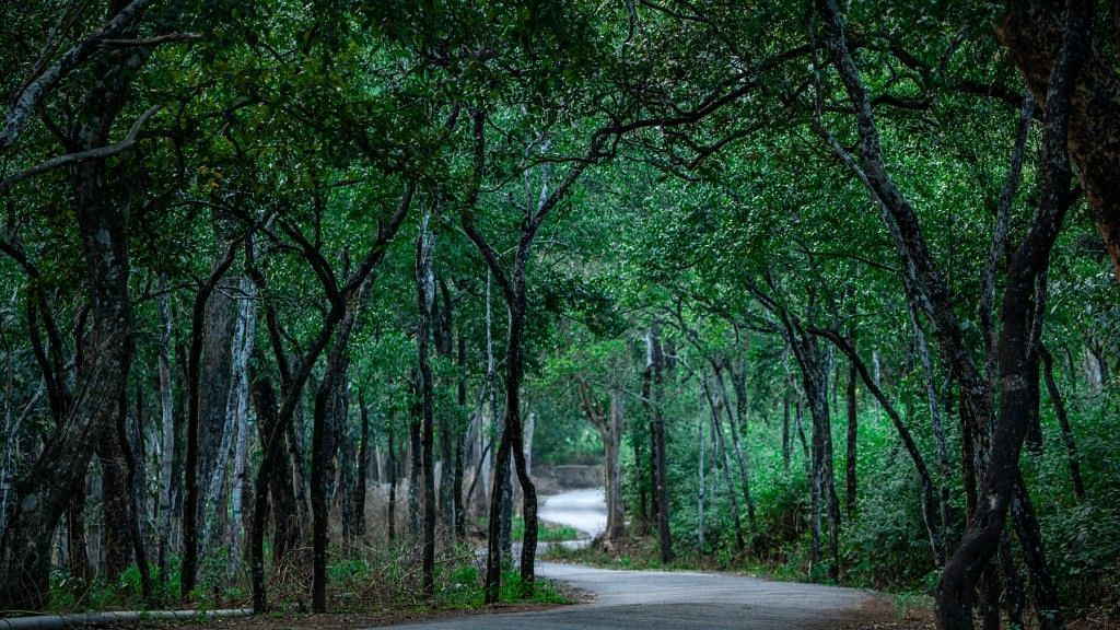 Marayoor sandalwood gardens with trees surrounding the area and a single pathway running through the middle