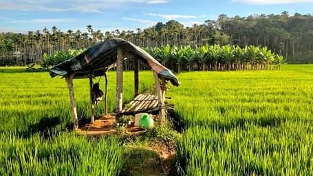 A lush green rice field with a small wooden hut in the foreground, surrounded by tropical trees under a bright blue sky