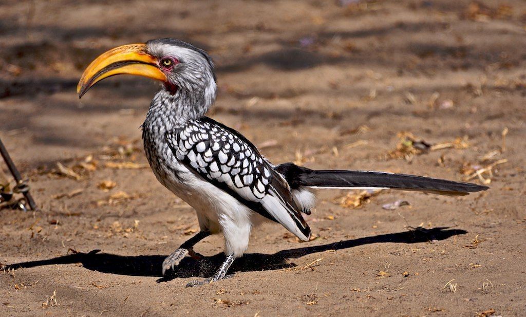 Tockus leucomelas -Kalahari Desert  Botswana -8