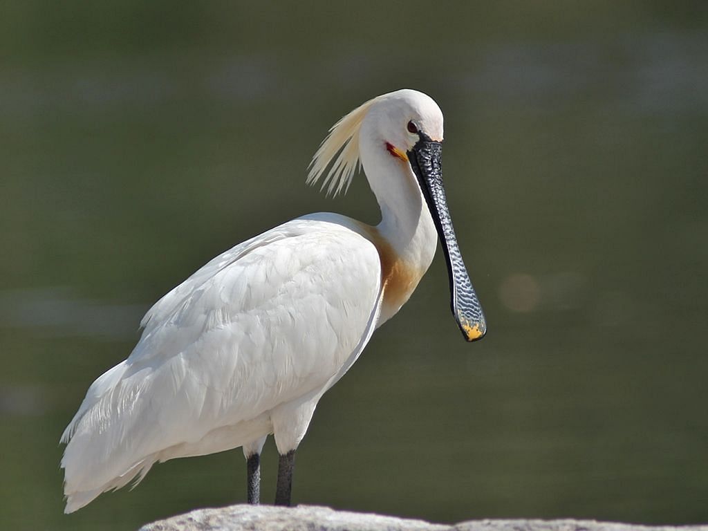 A close-up picture of a euratian spoonbill looking down, captured in the bright light