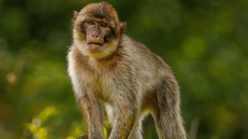 A monkey standing on a branch of tree in Topchanchi Wildlifesanctuary 