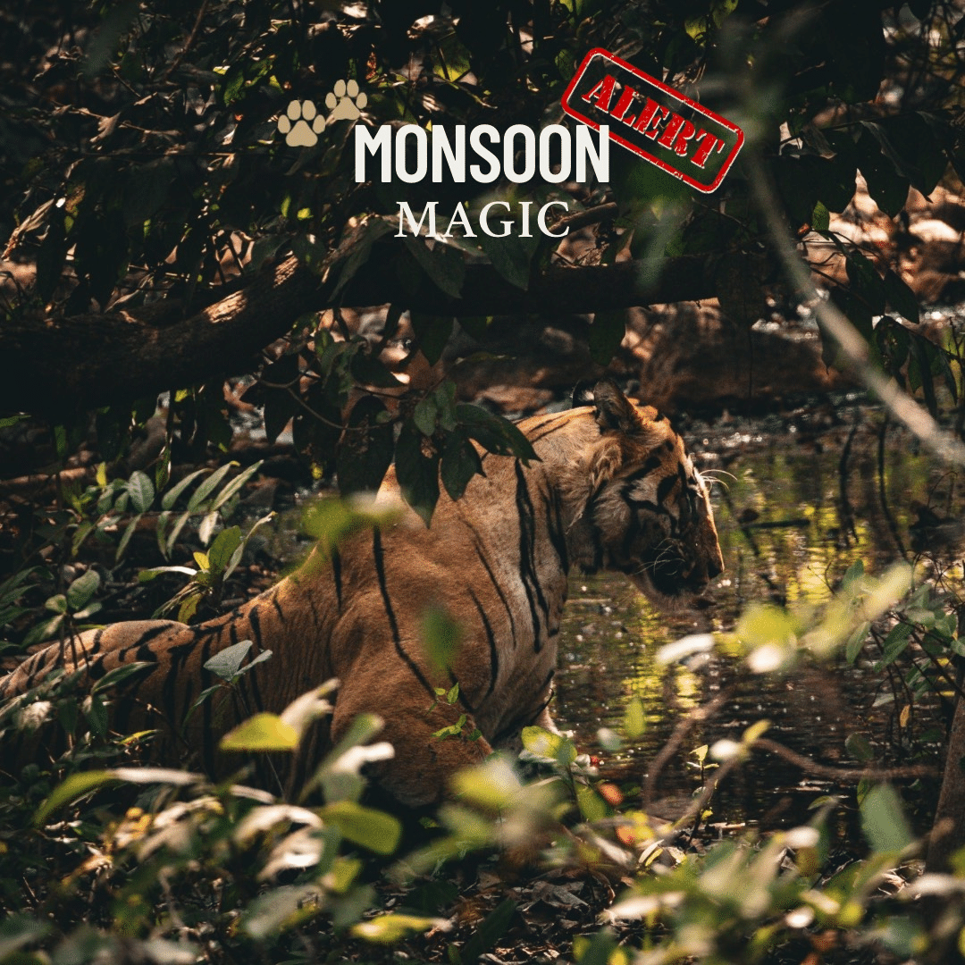 A lion partially hidden in the dense forest during the monsoon season, with the text 'Monsoon Magic' in bold letters.